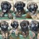 Soft-Coated Wheaten Terrier Puppies for sale in St. George, UT, USA. price: $600