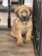 Soft-Coated Wheaten Terrier Puppies for sale in St. Petersburg, FL, USA. price: $1,200