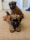 Soft-Coated Wheaten Terrier Puppies for sale in Greenville, SC, USA. price: NA