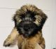 Soft-Coated Wheaten Terrier Puppies for sale in Jackson, OH 45640, USA. price: NA