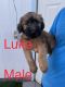 Soft-Coated Wheaten Terrier Puppies for sale in Mesa, AZ 85209, USA. price: NA