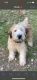 Soft-Coated Wheaten Terrier Puppies for sale in Yellville, AR 72687, USA. price: $500