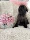Soft-Coated Wheaten Terrier Puppies for sale in Temecula, CA 92592, USA. price: $5,500