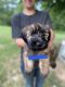 Soft-Coated Wheaten Terrier Puppies for sale in Jackson, OH 45640, USA. price: $500