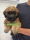 Soft-Coated Wheaten Terrier Puppies for sale in Jackson, OH 45640, USA. price: $500