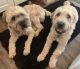Soft-Coated Wheaten Terrier Puppies for sale in Pasadena, MD 21122, USA. price: NA
