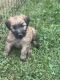 Soft-Coated Wheaten Terrier Puppies for sale in Bedford, IN 47421, USA. price: $700