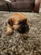 Soft-Coated Wheaten Terrier Puppies for sale in Mt Vernon, OH 43050, USA. price: $700