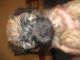 Soft-Coated Wheaten Terrier Puppies for sale in Szombathely, Hungary. price: 180000 HUF