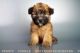 Soft-Coated Wheaten Terrier Puppies for sale in San Diego, CA, USA. price: $1,895