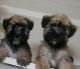 Soft-Coated Wheaten Terrier Puppies for sale in De Soto, MO 63020, USA. price: $800