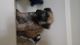 Soft-Coated Wheaten Terrier Puppies for sale in De Soto, MO 63020, USA. price: $800