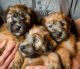 Soft-Coated Wheaten Terrier Puppies for sale in San Antonio, TX, USA. price: $850