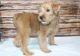 Soft-Coated Wheaten Terrier Puppies for sale in OR-99W, McMinnville, OR 97128, USA. price: NA