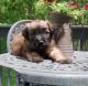 Soft-Coated Wheaten Terrier Puppies for sale in Jacksonville, FL, USA. price: $400