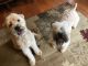 Soft-Coated Wheaten Terrier Puppies for sale in Houston, TX 77012, USA. price: NA
