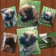 Soft-Coated Wheaten Terrier Puppies for sale in Caledonia, WI, USA. price: NA