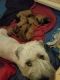 Soft-Coated Wheaten Terrier Puppies
