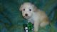 Soft-Coated Wheaten Terrier Puppies for sale in Joplin, MO, USA. price: NA