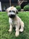 Soft-Coated Wheaten Terrier Puppies for sale in Loma Linda, MO 64804, USA. price: NA