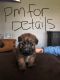 Soft-Coated Wheaten Terrier Puppies for sale in Coffeyville, KS 67337, USA. price: NA