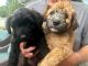 Soft-Coated Wheaten Terrier Puppies for sale in Saline, MI 48176, USA. price: NA