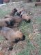 Soft-Coated Wheaten Terrier Puppies for sale in Mason, TX 76856, USA. price: NA