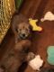 Soft-Coated Wheaten Terrier Puppies for sale in Wellsville, NY 14895, USA. price: NA