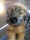 Soft-Coated Wheaten Terrier Puppies for sale in Frisco, TX, USA. price: NA