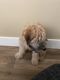 Soft-Coated Wheaten Terrier Puppies for sale in Houston, TX, USA. price: NA
