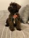 Soft-Coated Wheaten Terrier Puppies for sale in Long Beach, CA, USA. price: NA
