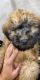 Soft-Coated Wheaten Terrier Puppies for sale in Estero, FL, USA. price: NA