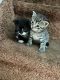 Sokoke Cats for sale in 10 Stone St, North Plainfield, NJ 07060, USA. price: $200
