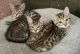 Sokoke Cats for sale in Turners Falls, Massachusetts. price: $150