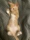 Somali Cats for sale in Norwich, CT, USA. price: NA