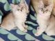 Somali Cats for sale in Atlanta, GA, USA. price: NA