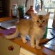 Somali Cats for sale in Indianapolis, IN, USA. price: NA
