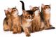 Somali Cats for sale in Dallas, TX 75270, USA. price: $400