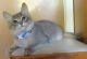 Somali Cats for sale in Los Angeles, CA, USA. price: $250