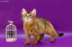 Somali Cats for sale in North Miami Beach, FL 33160, USA. price: $1,450