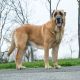 Spanish Mastiff Puppies for sale in Wurtsboro, NY 12790, USA. price: $1,000
