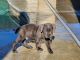 Spanish Mastiff Puppies for sale in Livingston, CA 95334, USA. price: $2,500
