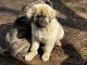 Spanish Mastiff Puppies for sale in North Branch, MN, USA. price: $500