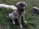 Spanish Mastiff Puppies for sale in North Branch, MN, USA. price: NA