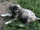 Spanish Mastiff Puppies for sale in North Branch, MN, USA. price: NA