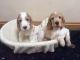 Spanish Mastiff Puppies for sale in Wheatland, WY 82201, USA. price: NA