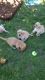Spanish Mastiff Puppies