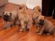 Spanish Mastiff Puppies for sale in Indianapolis, IN, USA. price: NA
