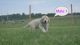 Spanish Mastiff Puppies for sale in Pine Bush, NY 12566, USA. price: NA