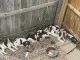 Spanish Pointer Puppies for sale in Rapid City, SD, USA. price: $600
